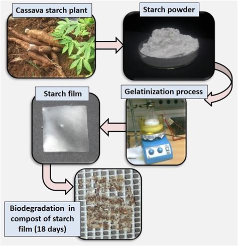 Biodegradable Starch Based Films With Application As Alternative