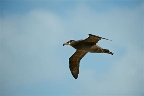 Hawaiiʻs Seabirds Hawaii Marine Animal Response