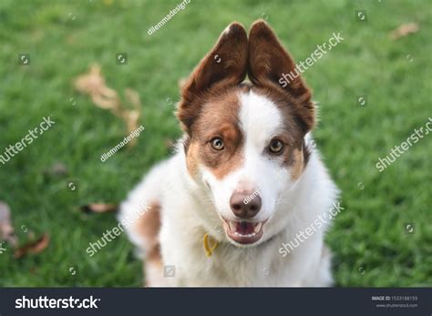 Kelpies People Over 178 Royalty Free Licensable Stock Photos