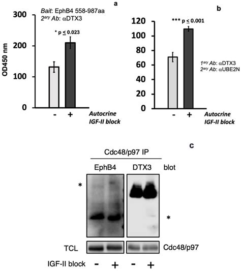 Ijms Free Full Text Novel Isoform Dtx3c Associates With Ube2n Uba1