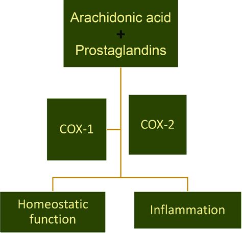 Cyclooxygenase Enzyme Converts Arachidonic Acid To Prostaglandins