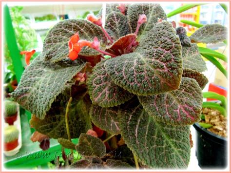 Episcia Cupreata Kee Wee An Attractive Hybrid With Oran Flickr