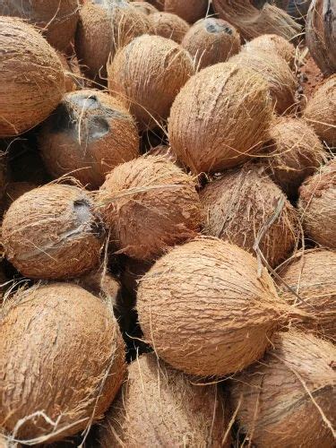 Whole A Grade Semi Husked Coconut Coconut Size Medium Packaging Size