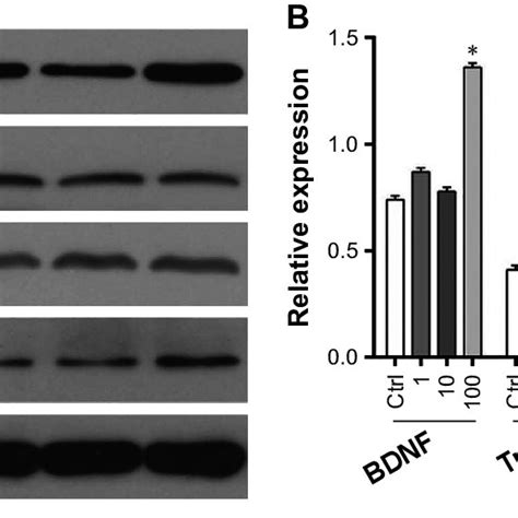 The Expression Of Bdnf And Trkb In The Four Groups By The Western Blot