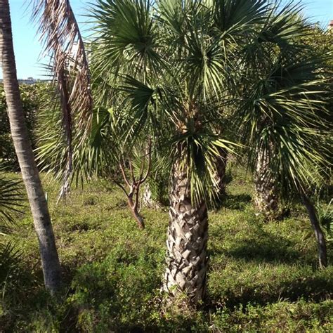 Palm tree | Palm trees, Florida landscaping, Palm