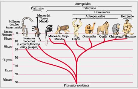 Líneas principales de la evolución de los primates SÓLO CIENCIA