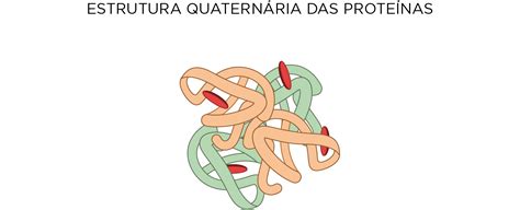 Quitina É Uma Proteina Quaternaria
