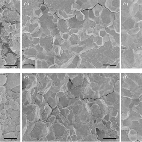 Starch Granule Size Distribution Percentage Of Different Panicle Weight Download Scientific