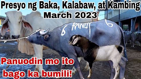 Updated Presyo Ng Baka Kalabaw At Kambing March 2023 Sa Cattle