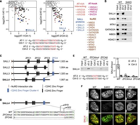 SALL4 Controls Cell Fate In Response To DNA Base Composition Molecular