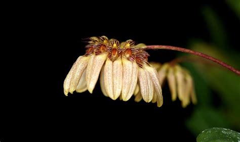 Bulbophyllum Sikkimense Spicesotic Plants