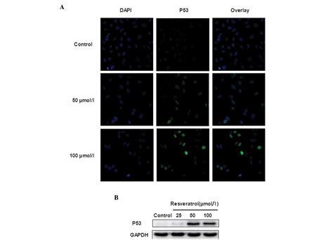 Resveratrol Induces Cell Cycle Arrest Via A P53 Independent Pathway In