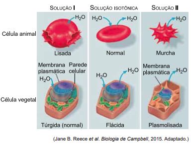 Qual A Estrutura Da Celula Vegetal V Rias Estruturas Hot Sex Picture