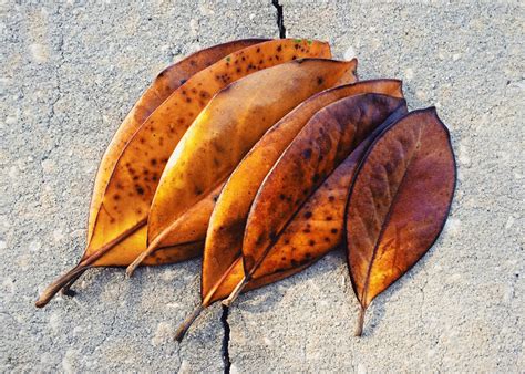 Banco De Imagens Plantar Folha Cair Flor Comida Produzir Outono