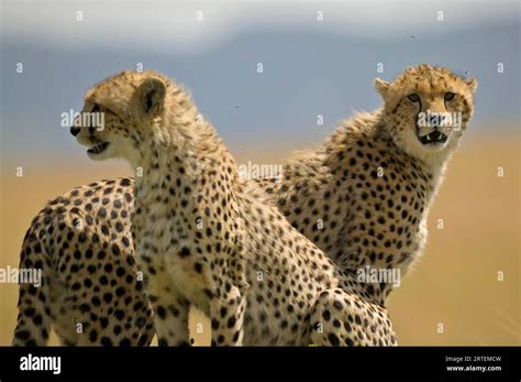 Pair Of Cheetahs Acinonyx Jubatus In Masai Mara National Reserve In