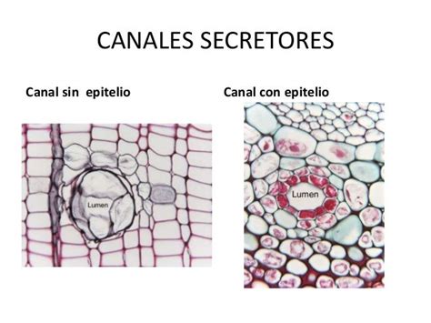 Estructuras Secretoras De Las Plantas