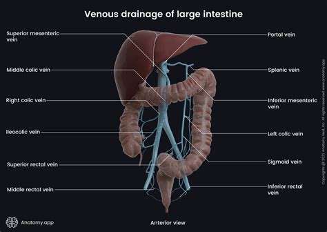 Cecum Location Diagram