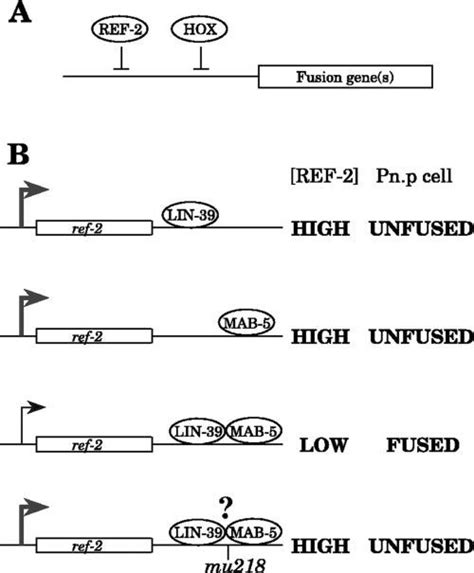 Figure 8 Two Stages In Ref 2 Dependent Patterning Of Pn P Cell Fusion