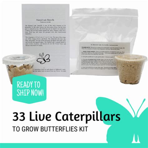 Live Cup Of Caterpillars To Grow Butterflies Kit Clearwater Butterfly