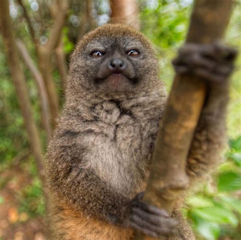 Nat Geo Wild On Instagram Photo By Russ Wildlife That Face Looks