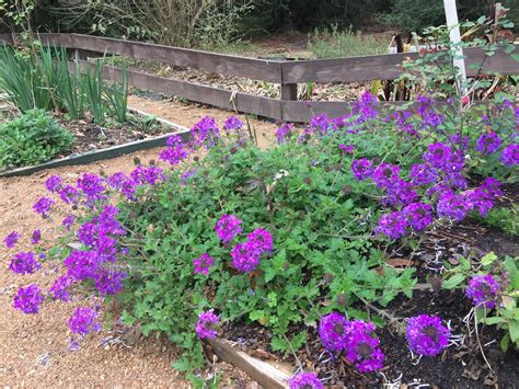 Lisa Bonassin's Garden: Homestead Purple Verbena March 2, 2019