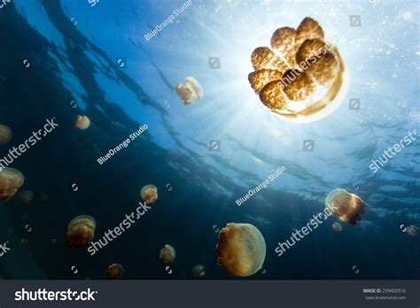 Underwater Photo Endemic Golden Jellyfish Lake Stock Photo 259403516