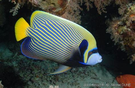 Pomacanthus Imperator Doris