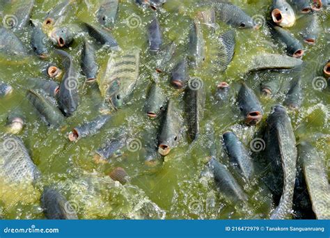 The Tilapia Fish Feeding Food Stock Image Image Of Aquatic