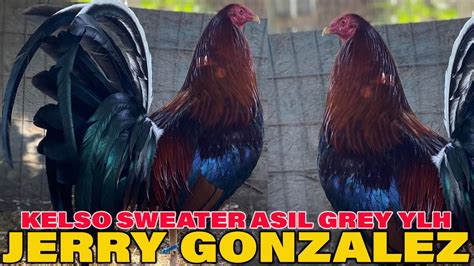 Yellow Leg Kelso Asil Sweater Jerry Gonzalez Beautiful Birds YouTube