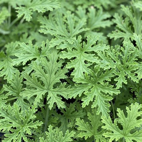 Citronella Mosquito Plant Pelargonium Garden Crossings