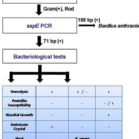 The Identification Scheme Of Bacillus Cereus Group First Step Gram