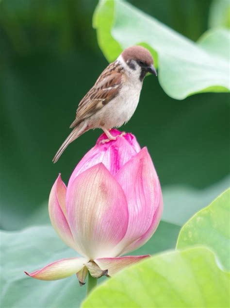 Lotus Flower Meaning Lotus Flower Art Bird Pictures Nature Pictures