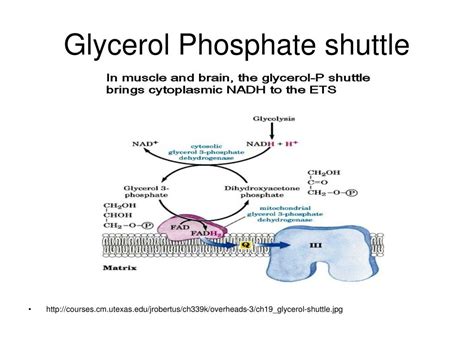 Ppt Electron Transport And Oxidative Phosphorylation Powerpoint