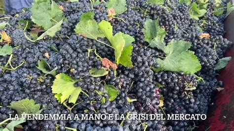 La Vendemmia A Mano E La Crisi Del Settore Agricolo Qui Mesagne