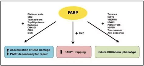 《科学》癌症特刊：parp抑制剂深度盘点 医疗健康专区 生物谷