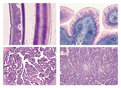 Large Intestine Histology Slides