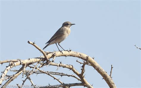 Flycatcher African Grey Bradornis Microrhynchus Ethiopia World