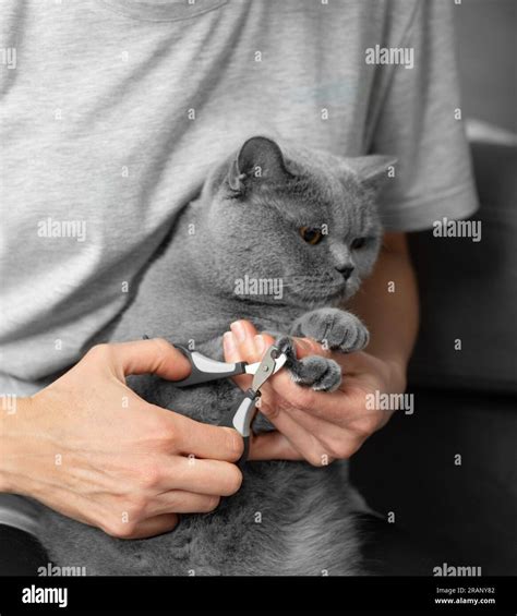 Cat Nail Trimming The Veterinarian Trims The Nails Of A British Breed