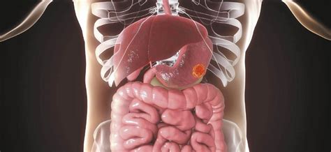 Enfermedades Del Aparato Digestivo Rganos Del Cuerpo Humano Imagen