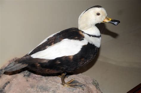 Labrador Duck | Extinct Animals