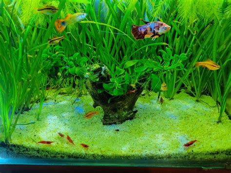 Low Tech Planted Aquarium Betta Tank Tettra Tank Anubia Bonsai