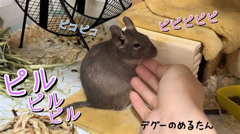 デグーの鳴き声 Cry of degu 嬉し鳴きピルピル集デグーのめるたん Merutan is a degu YouTube