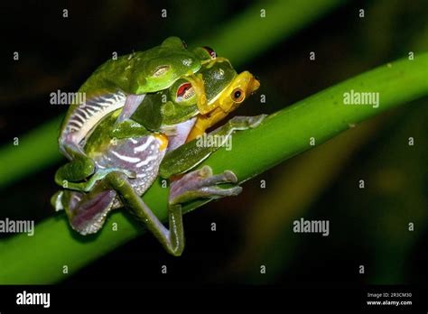 Red Eyed Tree Frogs Agalychnis Callidryas Mating While A Hourglass