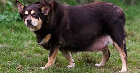 Britain's 'fattest dog' dies after binging on diet of burgers before ...