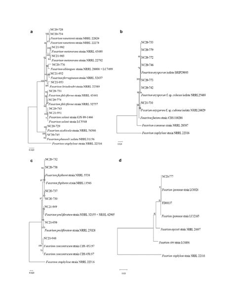 Phylogenetic Trees For Each Species Complex Of The Fusarium