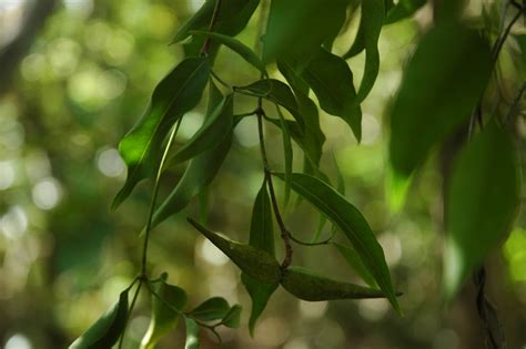 (Apocynaceae) image 30984 at PhytoImages.siu.edu