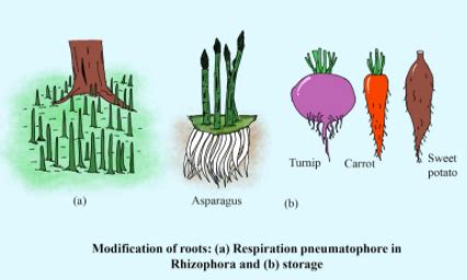 Taproot System: Types, Modifications And Examples –, 41% OFF