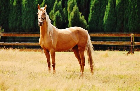 Palomino Horse Wallpaper HD 18877 - Baltana