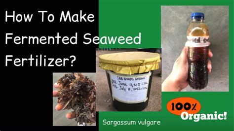 How To Make Fermented Seaweed Fertilizer Organic Agriculture YouTube