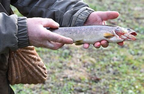 Taille nombre de poissons On vous dit tout sur la règlementation